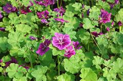 پنیرک موریتانی